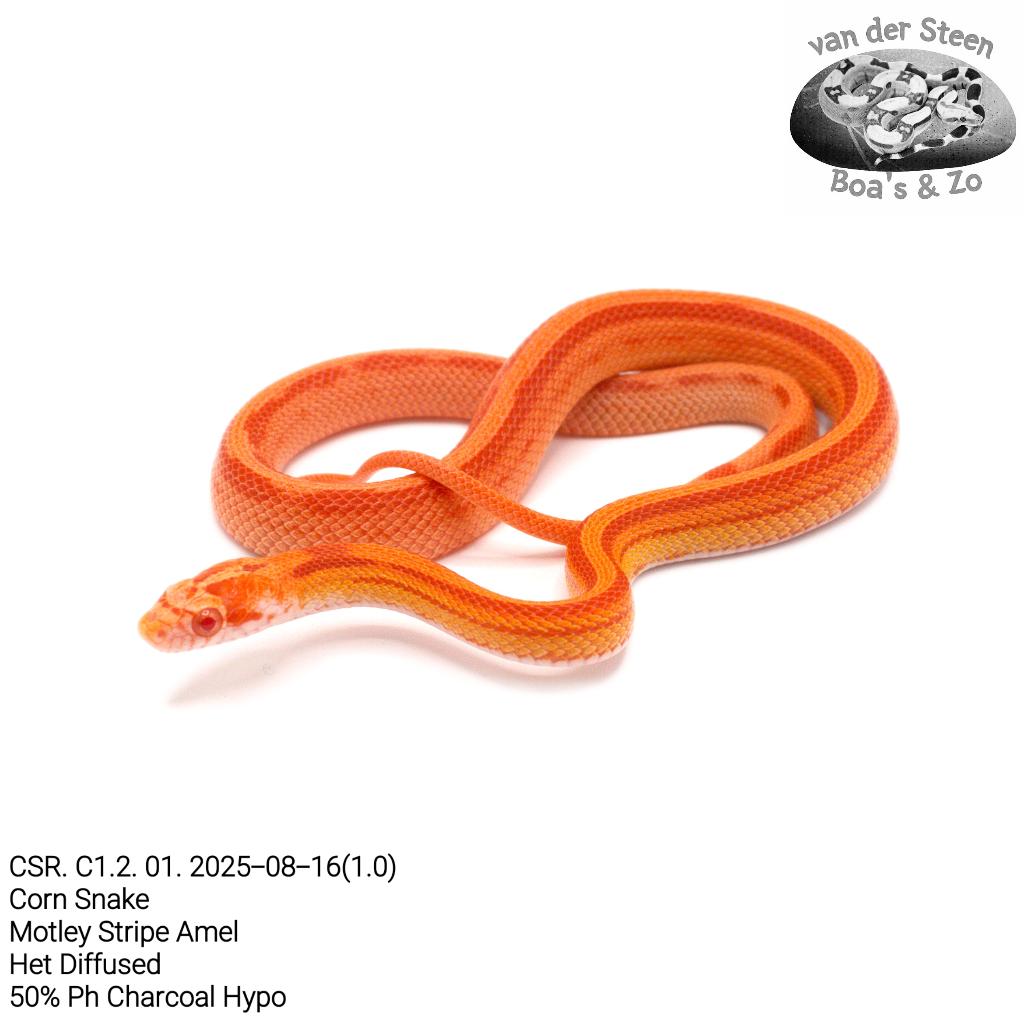 Corn Snake CSR. C1. 2025, Dieren en Toebehoren, Reptielen en Amfibieën, Slang, Tam, 0 tot 2 jaar