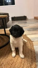 Razuivere Stabij pups, 2 reutjes., Rabiës (hondsdolheid), 8 tot 15 weken, Meerdere, Nederland