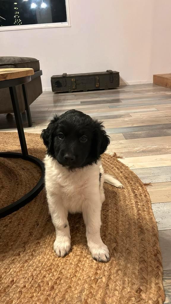 Razuivere Stabij pups, 2 reutjes., Dieren en Toebehoren, Honden | Retrievers, Spaniëls en Waterhonden, Reu, Overige rassen, Particulier