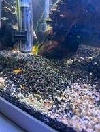 Garnalen, Dieren en Toebehoren, Kreeft, Krab of Garnaal