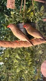 Binsenastrildes (mannen), Dieren en Toebehoren, Mannelijk, Tropenvogel