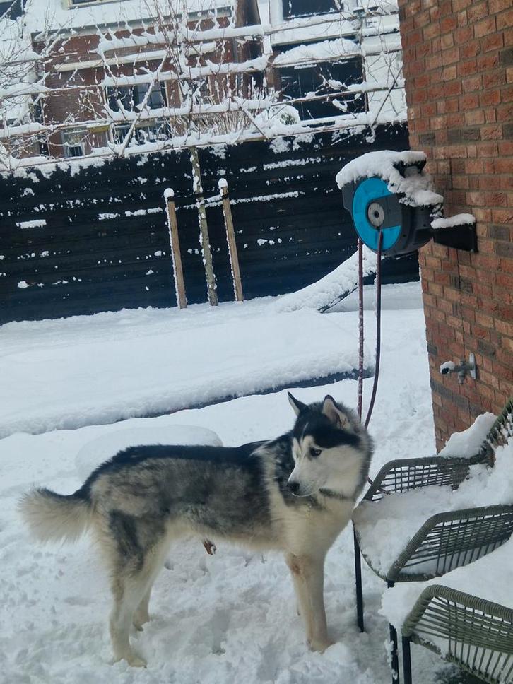 Lieve husky reu van 1 jaar zoekt een gouden mandje, Dieren en Toebehoren, Honden | Niet-rashonden, Groot, Reu, Particulier, Eén hond