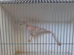 Tortel duiven, Dieren en Toebehoren, Vogels | Duiven, Meerdere dieren, Postduif