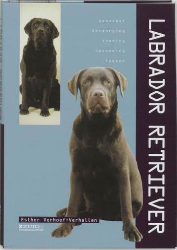 Labrador Retriever - Esther Verhoef-Verhallen beschikbaar voor biedingen