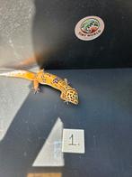 Jonge luipaardgekko's 0.1, Dieren en Toebehoren, Reptielen en Amfibieën, Hagedis