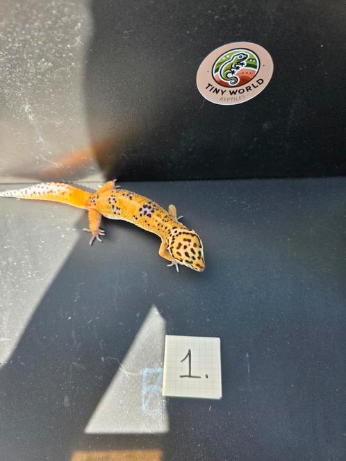 Jonge luipaardgekko's 0.1, Dieren en Toebehoren, Reptielen en Amfibieën, Hagedis