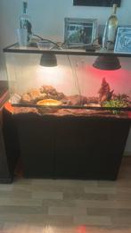 Terrarium met python en rattenslang, Dieren en Toebehoren, Ophalen, Zo goed als nieuw, Terrarium of Paludarium