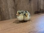 Kuikentjes te koop, Dieren en Toebehoren, Pluimvee, Geslacht onbekend, Kip
