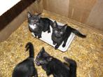 Lieve kittens, Gratis op te halen, Dieren en Toebehoren, Katten en Kittens | Overige Katten, Geslacht onbekend, Kortharig, 0 tot 2 jaar
