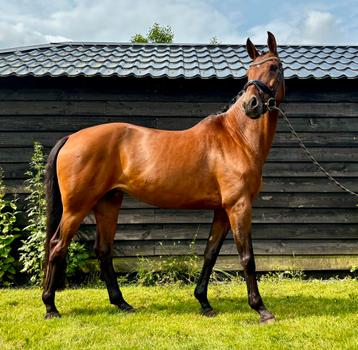 11 jarige merrie, Davino*Olivi beschikbaar voor biedingen