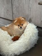 Pomariaan pupjes (mini), Dieren en Toebehoren, Honden | Poolhonden, Keeshonden en Oertypen, Particulier, Rabiës (hondsdolheid)