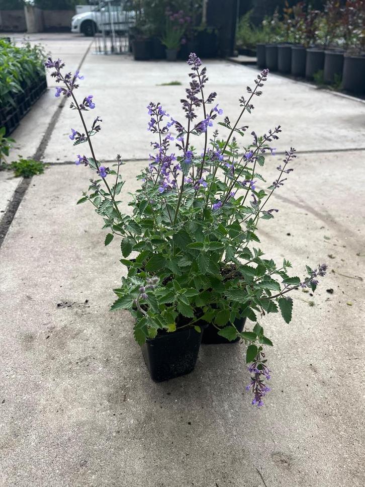 Nepeta Junior Walker, Tuin en Terras, Planten | Tuinplanten, Overige soorten, Volle zon, Zomer, Ophalen of Verzenden