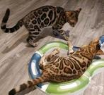 Bengaal kittens katertjes poesjes mooie patronen glitter, Meerdere dieren, Gechipt, 0 tot 2 jaar