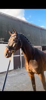 Te koop: 11-jarige dressuurruin (Z2 geklasseerd), Dieren en Toebehoren, Paarden, Ruin, Dressuurpaard