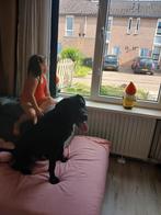 Goed huisje gezocht!, 1 tot 2 jaar, Eén hond, Nederland, Particulier