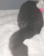 Kittens, Dieren en Toebehoren, Ophalen, Nieuw