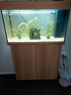 Aquarium 80 cm, Ophalen, Leeg aquarium