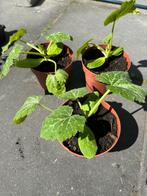 Moestuin plantjes - Courgette, Tuin en Terras, Planten | Tuinplanten, Ophalen, Volle zon, Groenteplanten, Eenjarig