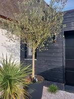 Grote olijfboom in xl pot. Olea europea., Olijfboom, Zomer, Volle zon, Ophalen