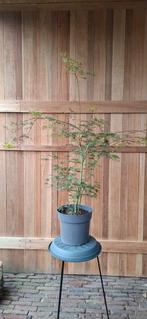 Japanse Esdoorn Acer Emerald Lace, Overige soorten, Vaste plant, Ophalen of Verzenden, Bloeit niet