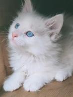 Langhaar spierwit katertje met blauwe ogen, 0 tot 2 jaar, Kater, Langharig