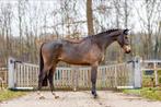 Fantastische 3,5 jarige springgefokte ruin, Dieren en Toebehoren, Paarden, Ruin, Springpaard, 3 tot 6 jaar