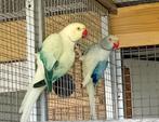Div. Halsband parkieten in aqua, Dieren en Toebehoren, Vogels | Parkieten en Papegaaien, Meerdere dieren, Parkiet