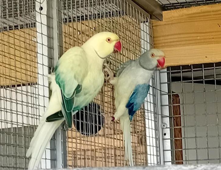 Div. Halsband parkieten in aqua, Dieren en Toebehoren, Vogels | Parkieten en Papegaaien, Parkiet, Meerdere dieren