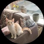 Main Coon kittens raszuiver mogen naar hun nieuwe huisje, Meerdere dieren, 0 tot 2 jaar