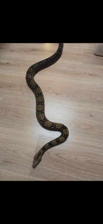 Volwassen koppel wildkleur boa's poss albino en leopard  beschikbaar voor biedingen