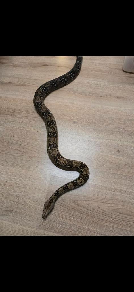 Volwassen koppel wildkleur boa's poss albino en leopard, Dieren en Toebehoren, Reptielen en Amfibieën, Slang, 3 tot 6 jaar