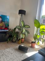 Kamerplanten - Diverse Soorten, Ophalen, Overige soorten, Halfschaduw, In pot