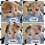3 Kittens, Dieren en Toebehoren, Geslacht onbekend, Kortharig, 0 tot 2 jaar