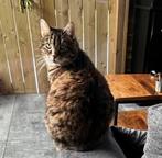 Huiskat (poes), Dieren en Toebehoren, Katten en Kittens | Overige Katten, Poes