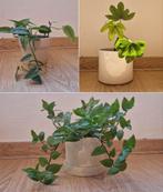 Drie planten met pot, Ophalen, Overige soorten, Minder dan 100 cm