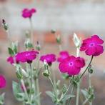 Uit de biologische moestuin: Prikneus, roze, zaden, Tuin en Terras, Bloembollen en Zaden, Ophalen of Verzenden, Voorjaar, Volle zon