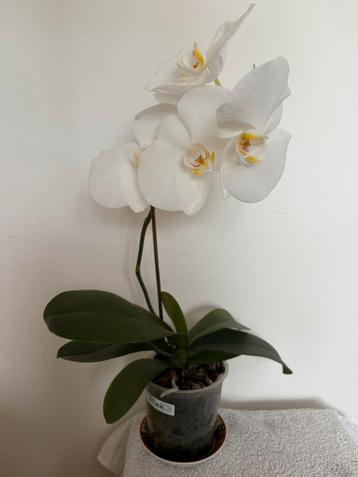 Orchidee Phalaenopsis met witte bloemen beschikbaar voor biedingen