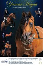 Ter dekking: GGK Allround Stempelhengst YANOUR HAYATI, Dieren en Toebehoren, Paarden en Pony's | Dekhengsten en Fokmerries, Hengst