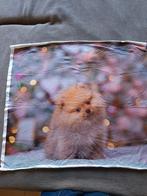 Digitaal paneel van tricot, Hobby en Vrije tijd, Stoffen en Lappen, Nieuw, Ophalen of Verzenden, 30 tot 120 cm, Katoen