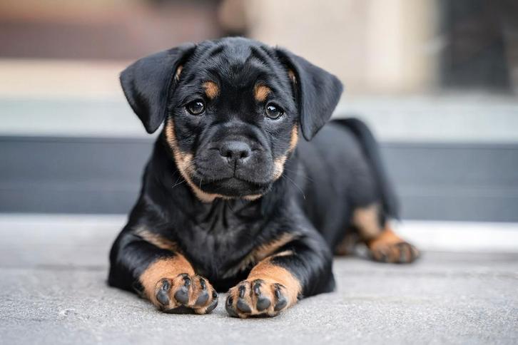 Carlin Pinscher pups, Dieren en Toebehoren, Honden | Bulldogs, Pinschers en Molossers, Meerdere dieren, Overige rassen, Fokker | Hobbymatig
