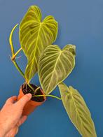Philodendron Splendid p12 (3), Ophalen of Verzenden, Halfschaduw, Minder dan 100 cm