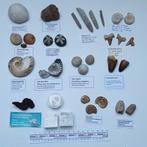 Fossielen verzameling ammoniet haaientand schildpad poep#5, Ophalen of Verzenden, Zegels, Bonnen of Punten