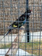 Rosella zwartbont witvleugel, Dieren en Toebehoren, Vrouwelijk, Parkiet, Geringd