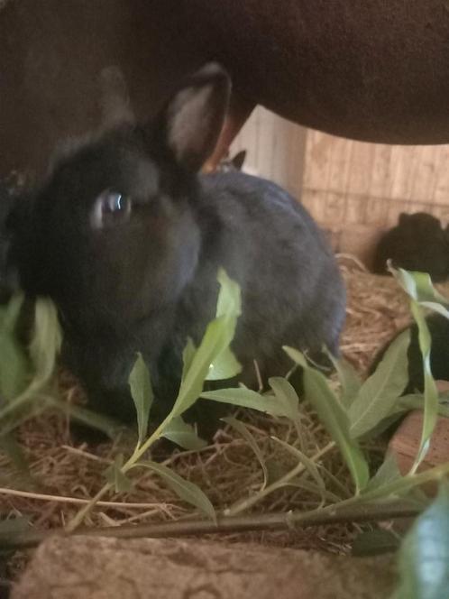 Schatige Konijntjes!!!, Dieren en Toebehoren, Konijnen, Dwerg, Meerdere dieren, 0 tot 2 jaar, Hangoor