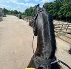 Verzorgster gezocht voor 2 paarden omgeving Roggel, Ruiter of Bijrijder