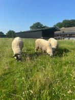 Mooie Walliser Schwarznase ooien met ooi- en ramlammeren, Dieren en Toebehoren, Schapen, Geiten en Varkens, Meerdere dieren, Schaap