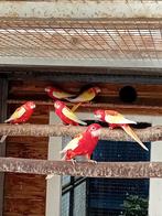 Te koop jonge rubino rossellas, Dieren en Toebehoren, Vogels | Parkieten en Papegaaien, Meerdere dieren, Parkiet, Geringd