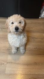 Lieve  australian labradoodle mini, 15 weken tot 1 jaar, Parvo, Eén hond, Nederland