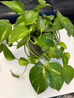 Epipremnum aureum plant, Ophalen, Zo goed als nieuw, Plant(en), Steen of Hout