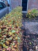 beukenhaag te koop, Ophalen